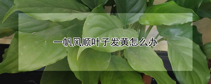 一帆風順葉子發(fā)黃怎么辦