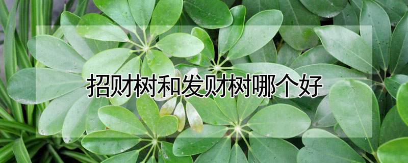 招財(cái)樹(shù)和發(fā)財(cái)樹(shù)哪個(gè)好