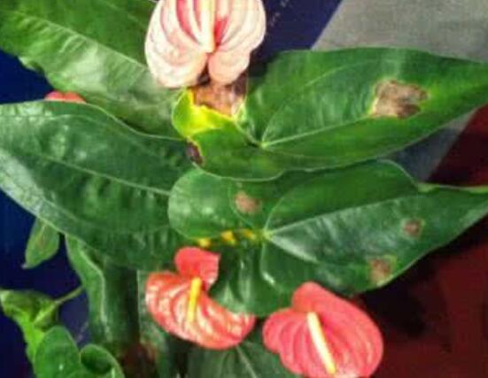 紅掌葉子發(fā)黃焦邊干枯是怎么回事，教你最直接有效三種解決措施