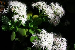 燕子掌多久開花，正常情況下養(yǎng)殖2-3年才能開花