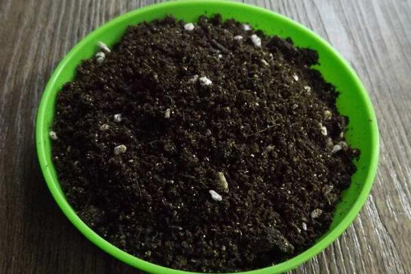 櫻花栽植技術(shù)及方法，栽植之前一定要修剪植株的根部