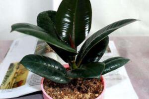 橡皮樹對人身體有害嗎，橡皮樹的作用和功效