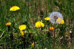 蒲公英采摘的最佳時(shí)間，8-9月采摘營(yíng)養(yǎng)價(jià)值最高