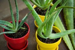 蘆薈的正確養(yǎng)殖方法，要掌握以下5大要點(diǎn)