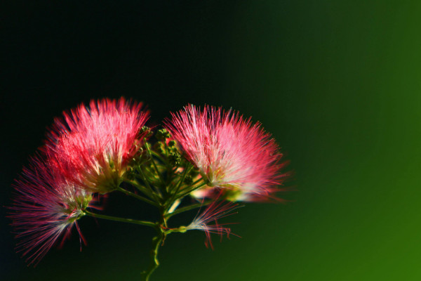 合歡花花語(yǔ)