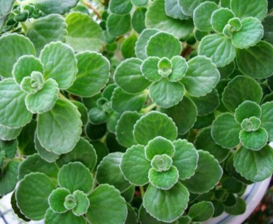 碰碰香和薄荷的區(qū)別，解析一眼就能分辨出的兩種方法