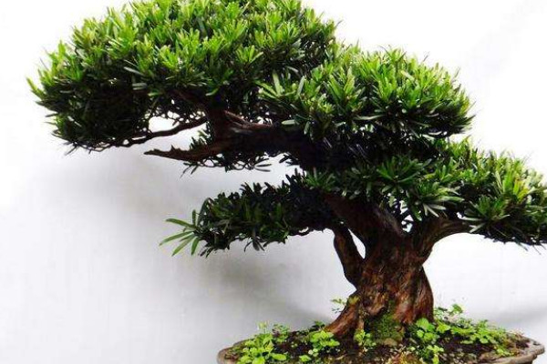 四大發(fā)財(cái)之樹(shù)