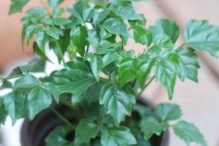 幸福樹葉尖發(fā)黑掉葉子，主要是這幾種原因造成的