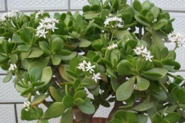 玉樹的藥用價值，催乳抗癌治癬