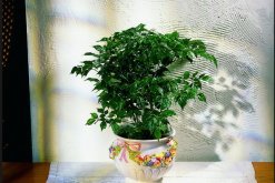 幸福樹吸收甲醛嗎，吸收甲醛效果非常好