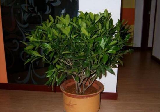 平安樹怎么養(yǎng)才茂盛，平安樹的養(yǎng)殖方法