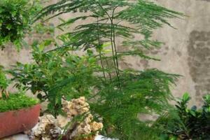 文竹怎么繁殖，播種繁殖/分株繁殖/扦插繁殖