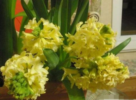 風(fēng)信子花代表什么意思，代表著永遠(yuǎn)的懷念、重生的愛