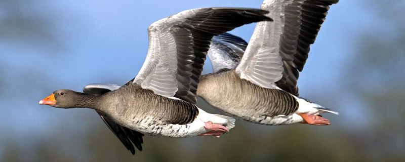 秋天代表性的動(dòng)植物