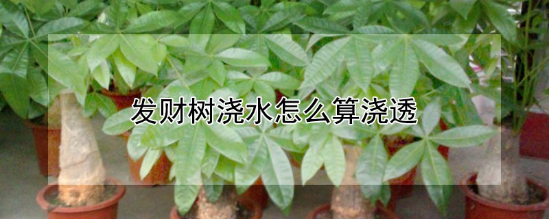 發(fā)財(cái)樹(shù)澆水怎么算澆透