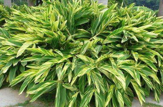 厚葉萬年青有毒嗎，誤食致人聲帶變啞、胃腸腫痛