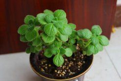 碰碰香葉子發(fā)黃怎么辦，找出問題的原因并及時處理