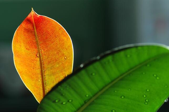 橡皮樹的副作用，對(duì)人體沒有特別大的傷害