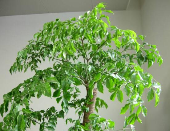 幸福樹的寓意，象征著家庭和美，幸?？鞓? data-KTqa=