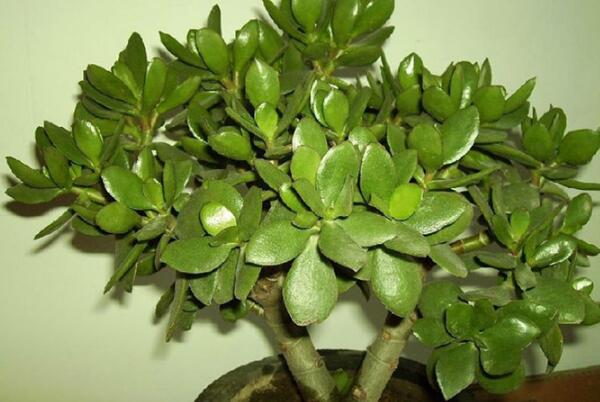 玉樹(shù)多少錢(qián)一盆，最便宜的也要20多元一盆