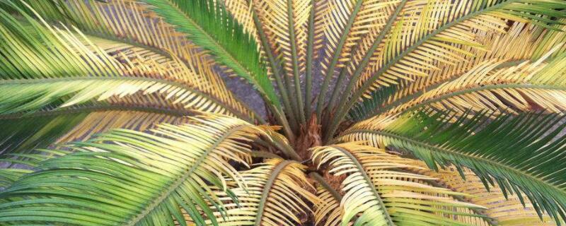 鐵樹(shù)干葉是怎么回事