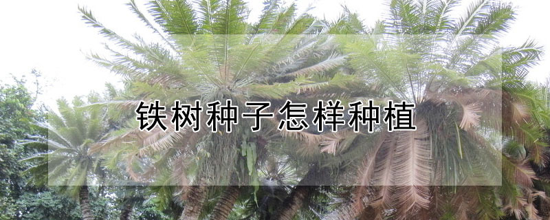 鐵樹(shù)種子怎樣種植