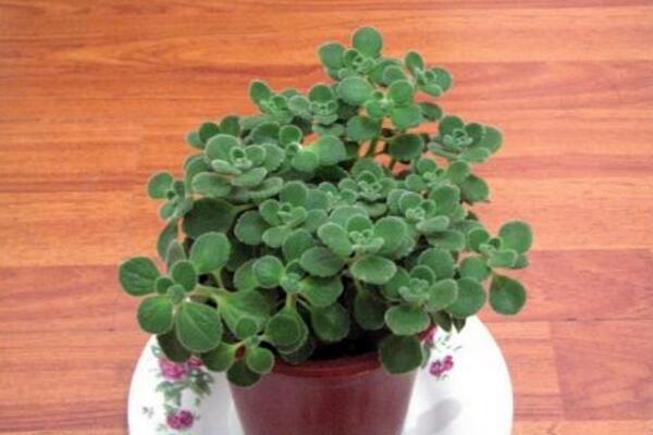 碰碰香冬天怎么養(yǎng)，碰碰香冬季養(yǎng)護(hù)經(jīng)驗分享