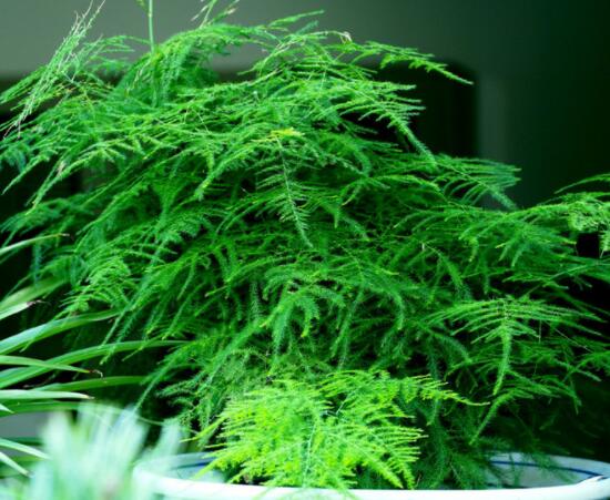 文竹肥料有哪些，餅肥、無機(jī)復(fù)合肥、液肥為主(枝繁葉茂)