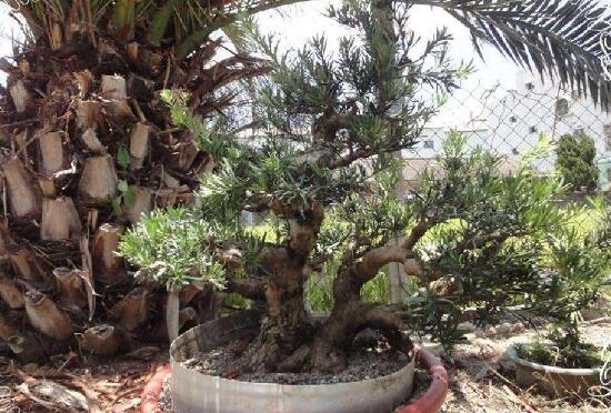 羅漢松果的功效與作用，羅漢松果的五大作用