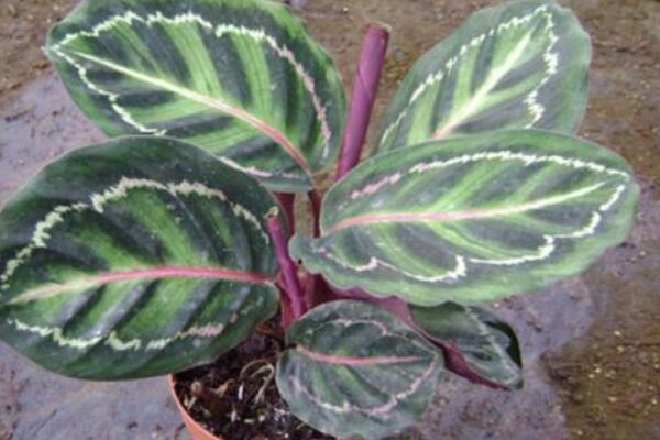 彩虹竹芋的寓意