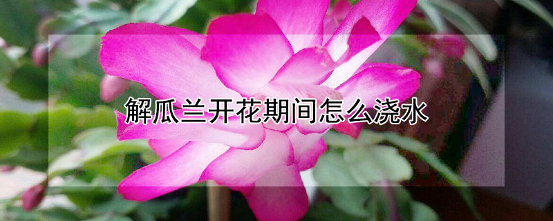 解瓜蘭開(kāi)花期間怎么澆水