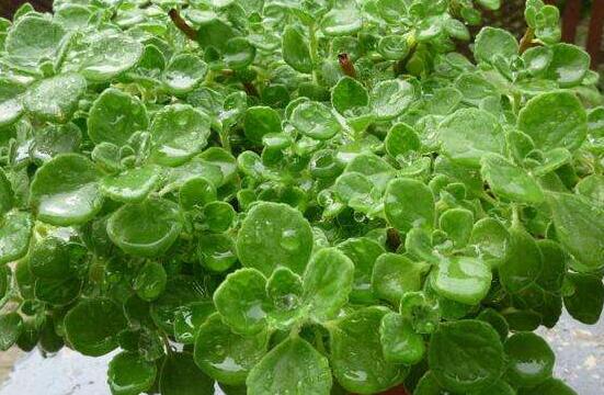 碰碰香長的太長怎么辦，及時修剪頭部/不斷進(jìn)行扦插繁殖