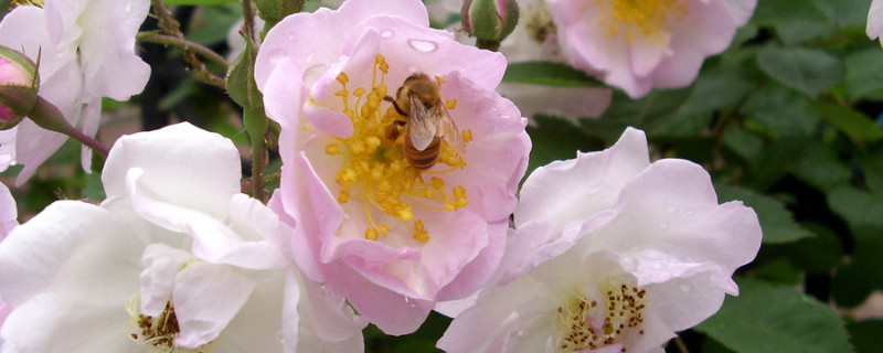 薔薇花花語(yǔ)