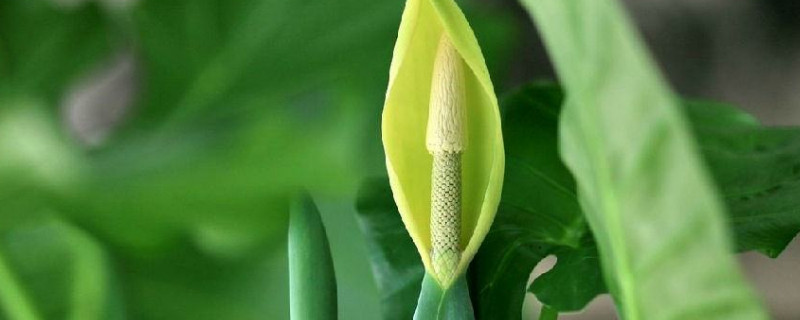 滴水觀(guān)音北方冬季能過(guò)冬嗎