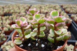 雅樂之舞怎么養(yǎng)，想養(yǎng)好雅樂之舞以下技巧必須要掌握