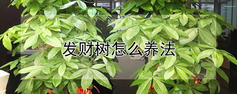 發(fā)財(cái)樹(shù)怎么養(yǎng)法