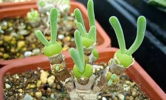 碧光環(huán)發(fā)芽后要澆水嗎，需要/只需要保持濕潤(rùn)環(huán)境即可