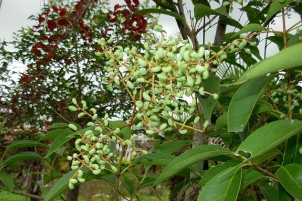 女貞子樹長(zhǎng)什么樣