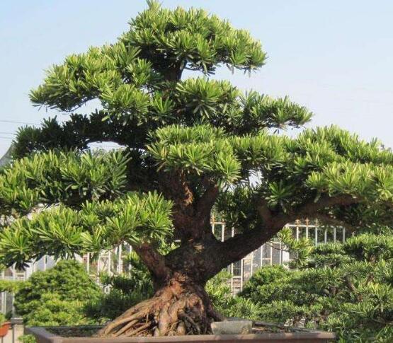 羅漢松花期，羅漢松花期為一個(gè)月(5月份開(kāi)花)