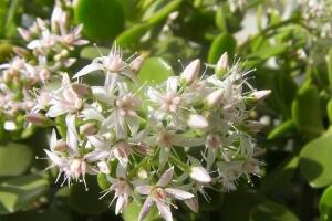 玉樹會開花嗎，玉樹開花的寓意是什么