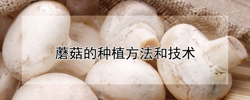 蘑菇的種植方法和技術(shù)
