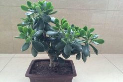 燕子掌葉子可以噴水嗎，不建議噴水可用濕毛巾擦拭葉片