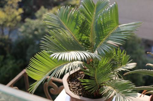 鐵樹怎樣整形修剪，鐵樹的修剪方法介紹