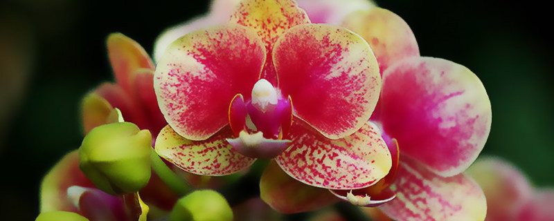 蝴蝶蘭花有什么特點(diǎn)