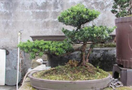 羅漢松盆景施肥，做好以有機(jī)液肥、稀薄的餅肥水為主