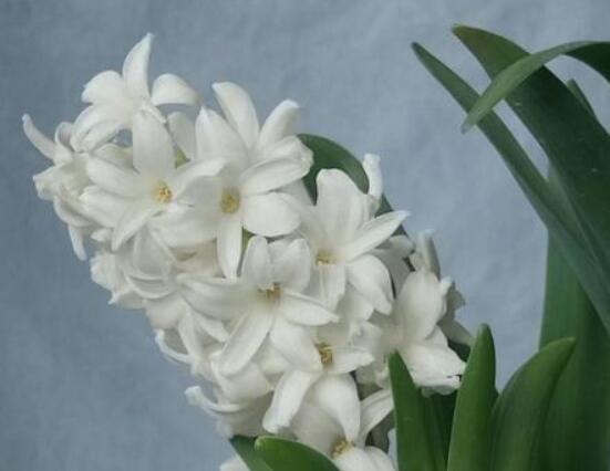 風(fēng)信子花代表什么意思，代表著永遠(yuǎn)的懷念、重生的愛