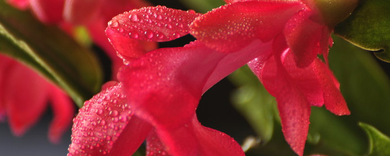 蟹爪蘭怎么養(yǎng)才能開花不斷