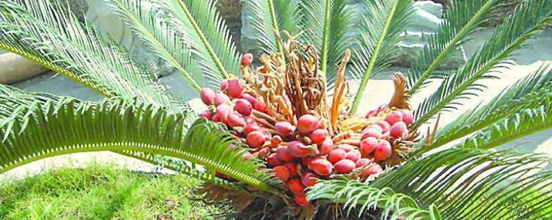 剛弄的無(wú)根鐵樹(shù)怎么栽