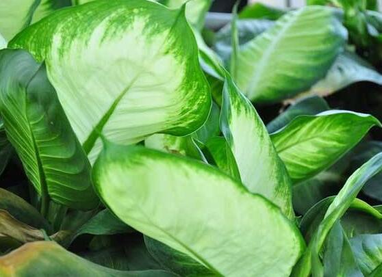 厚葉萬年青有毒嗎，誤食致人聲帶變啞、胃腸腫痛