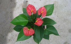 紅掌葉子不紅什么原因，以下5個(gè)原因都會(huì)導(dǎo)致紅掌不紅